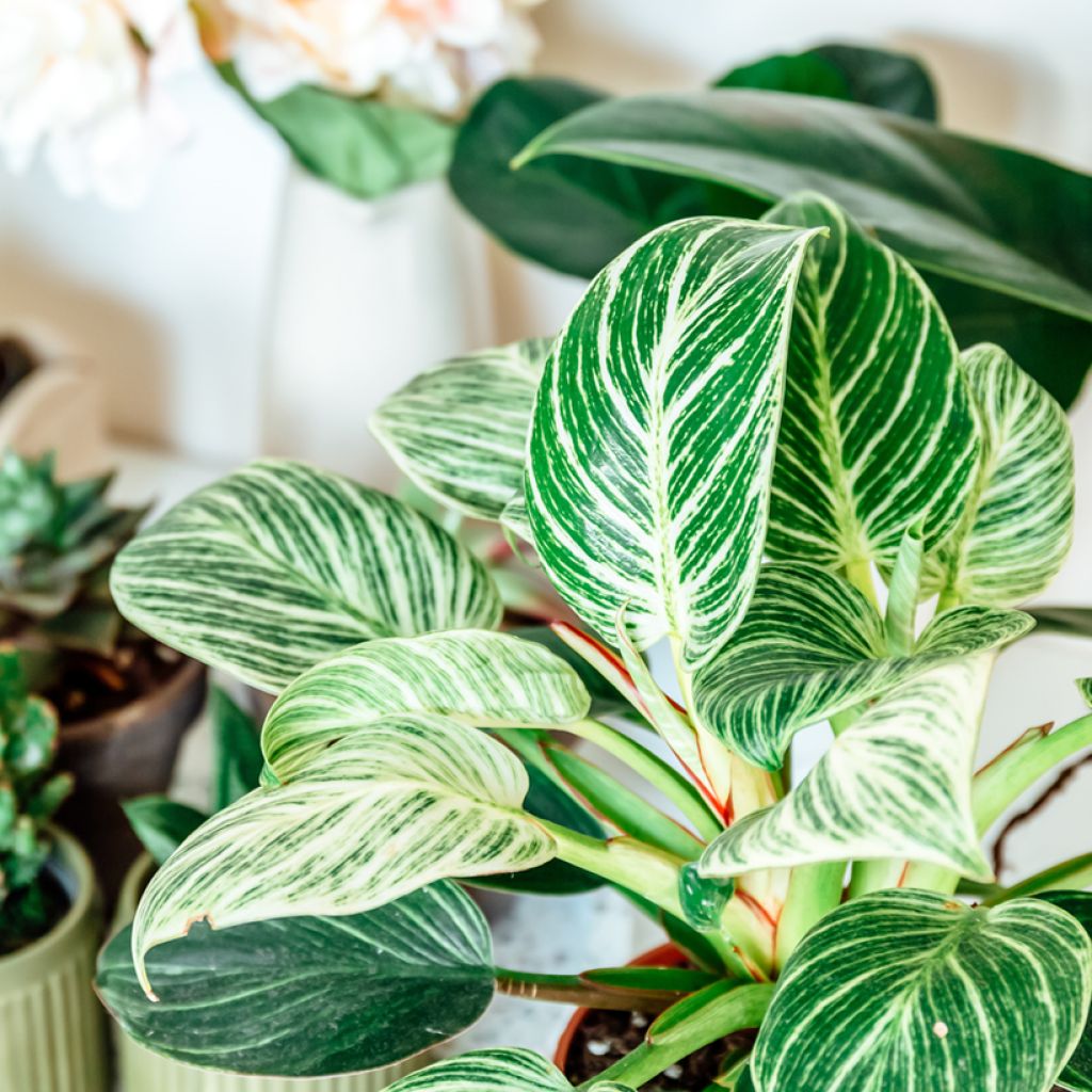 Filodendro White Measure