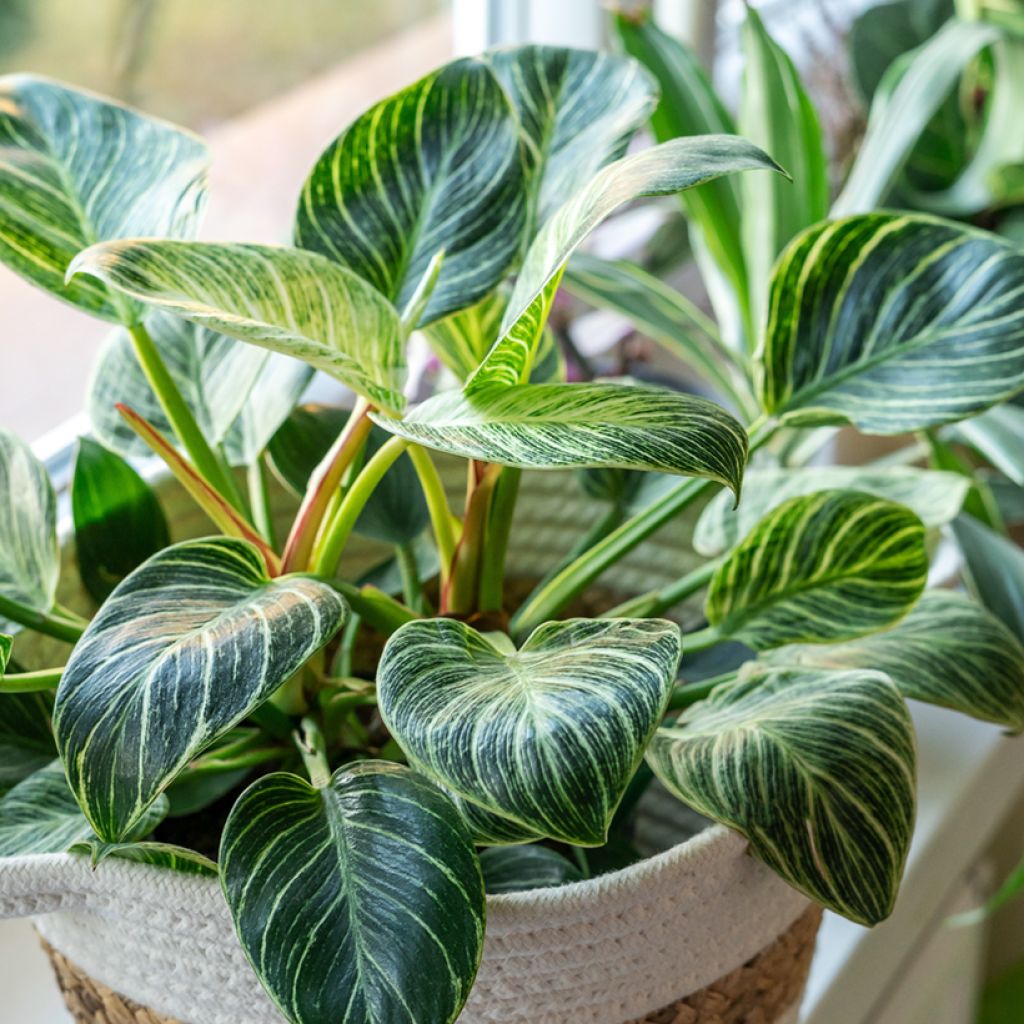 Filodendro White Measure