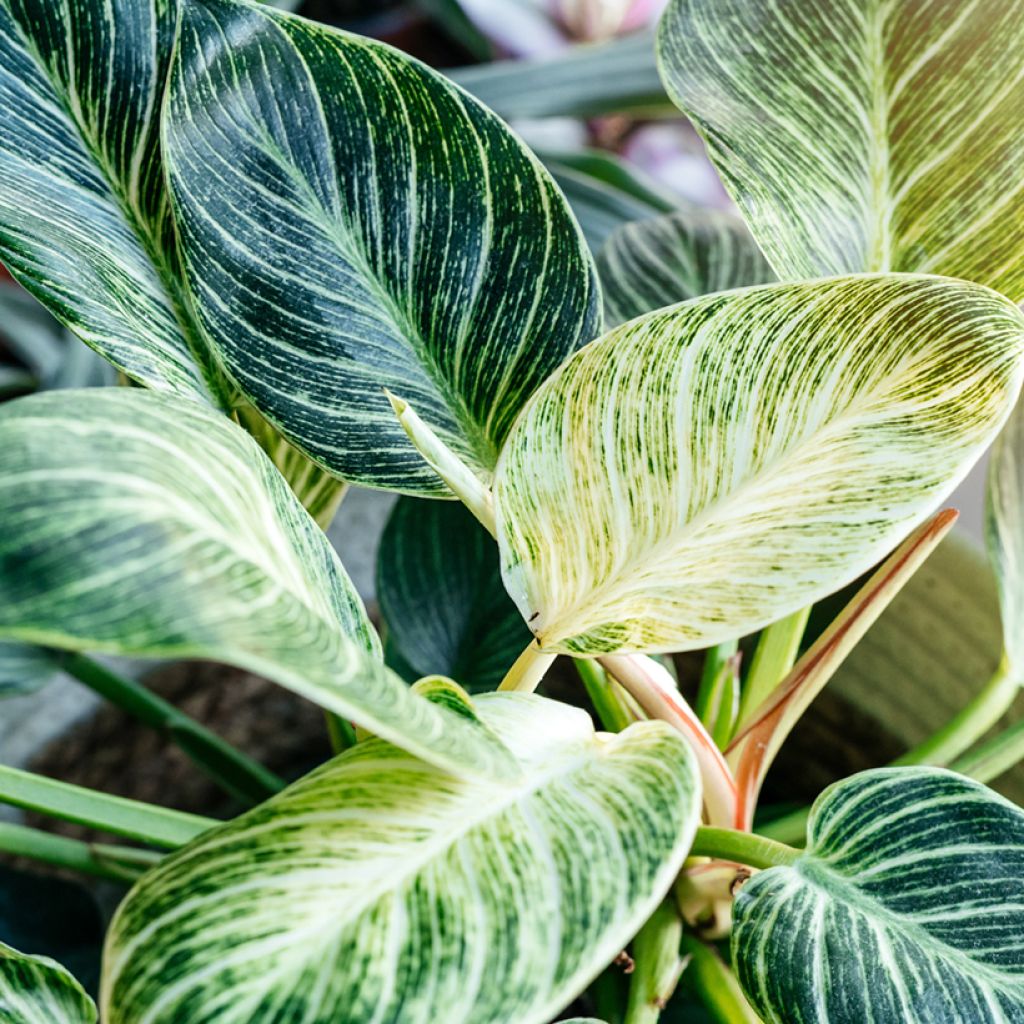 Filodendro White Measure