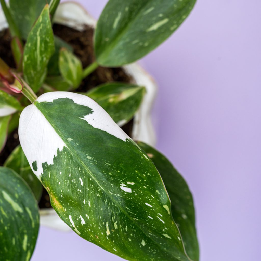 Filodendro White Wizard