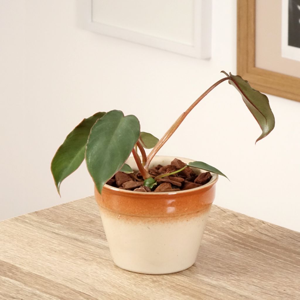 Filodendro billietiae × atabapoense