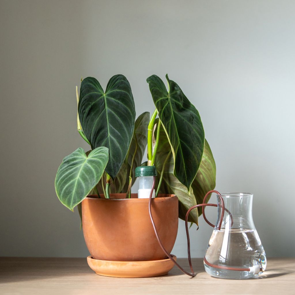 Filodendro melanochrysum