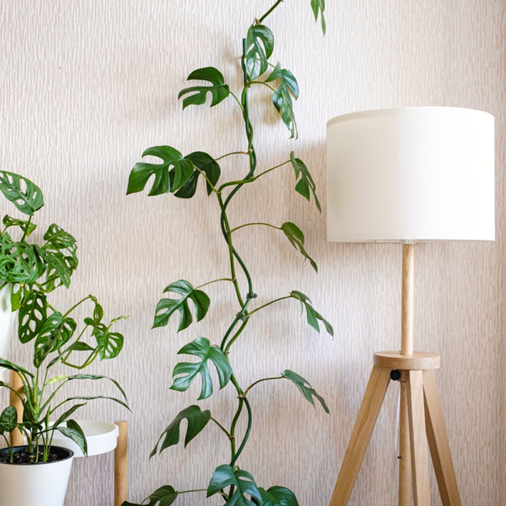 Rhaphidophora tetrasperma Minima