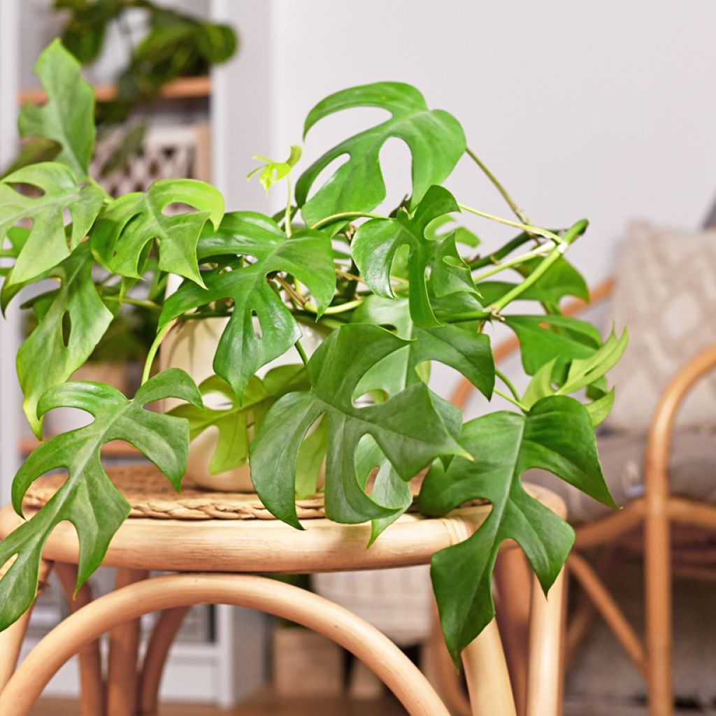 Rhaphidophora tetrasperma Minima