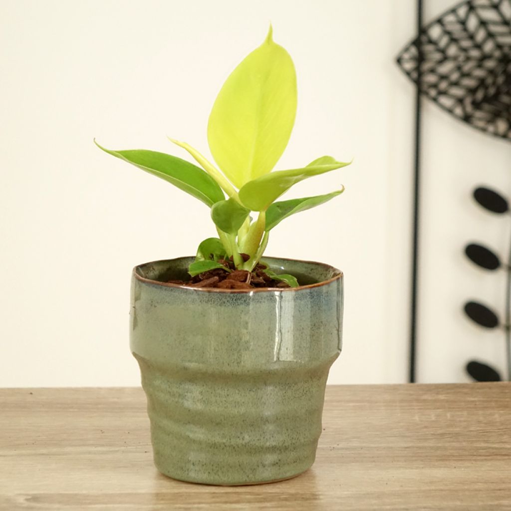 Filodendro Moonlight