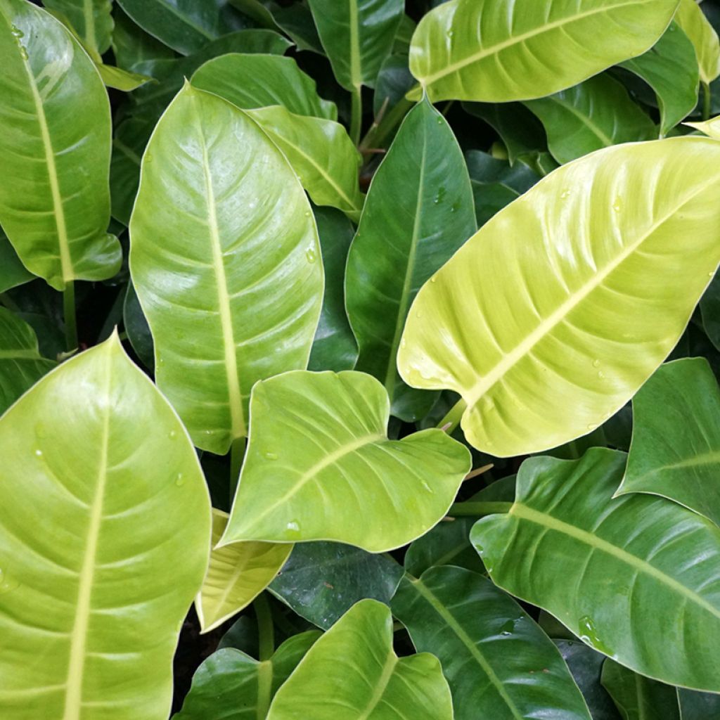 Filodendro Moonlight