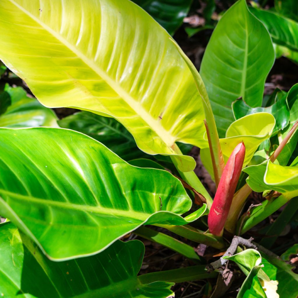 Filodendro Moonlight