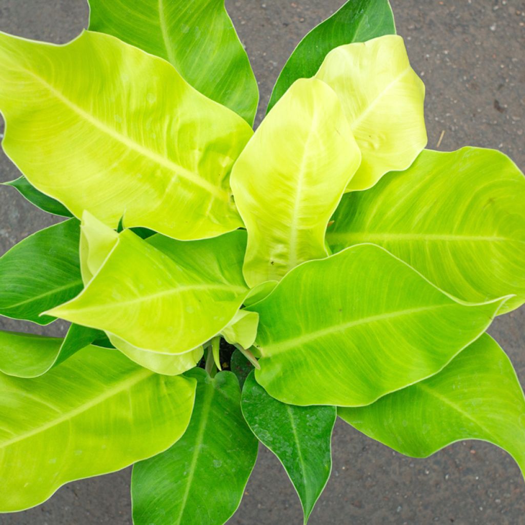 Filodendro Moonlight