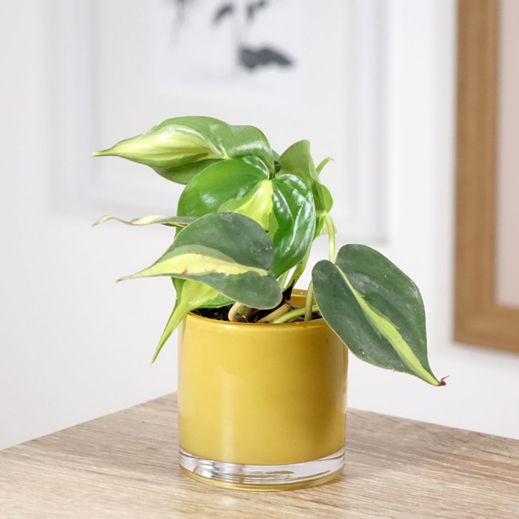 Filodendro hederaceum Brasil