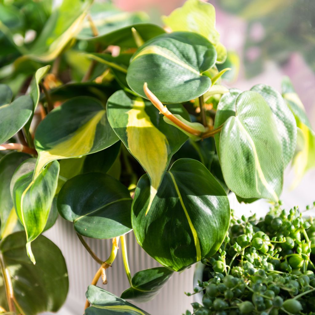 Filodendro hederaceum Brasil