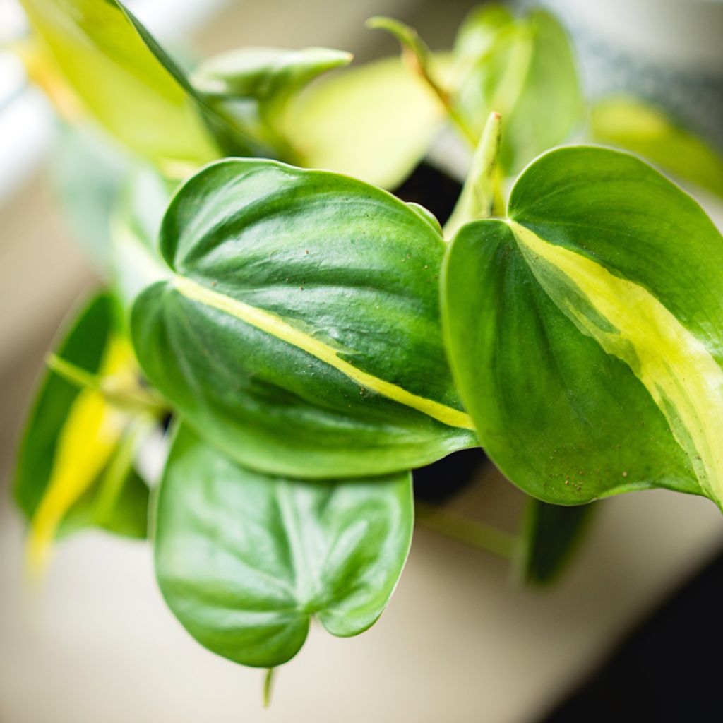 Filodendro hederaceum Brasil