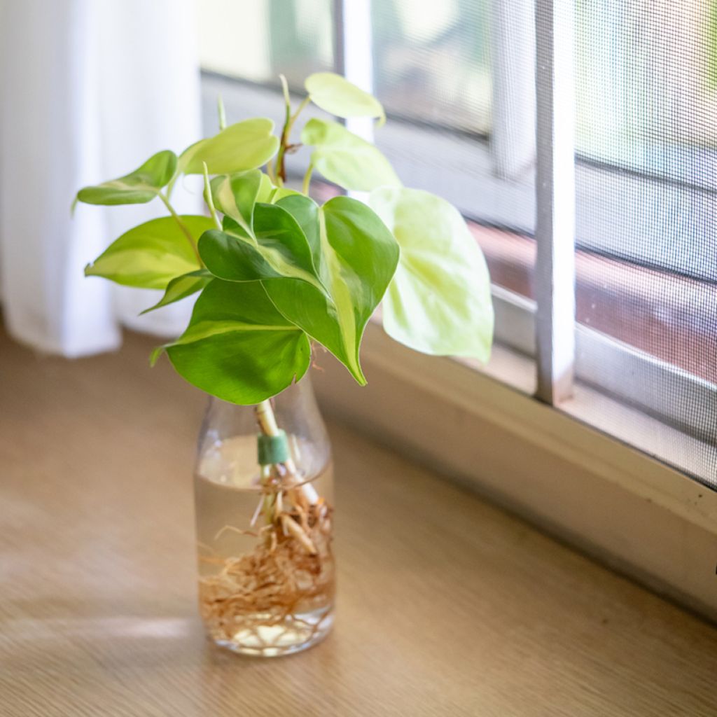 Filodendro hederaceum Brasil