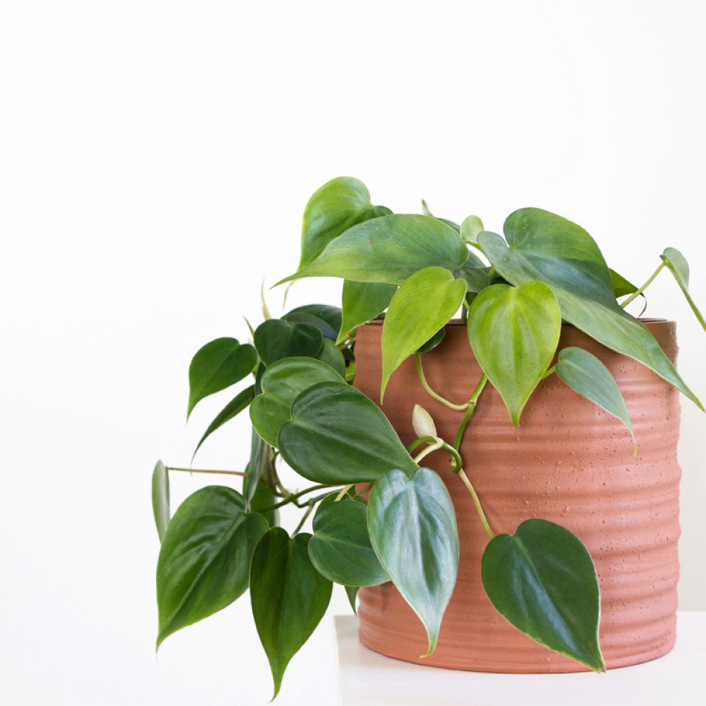 Filodendro hederaceum