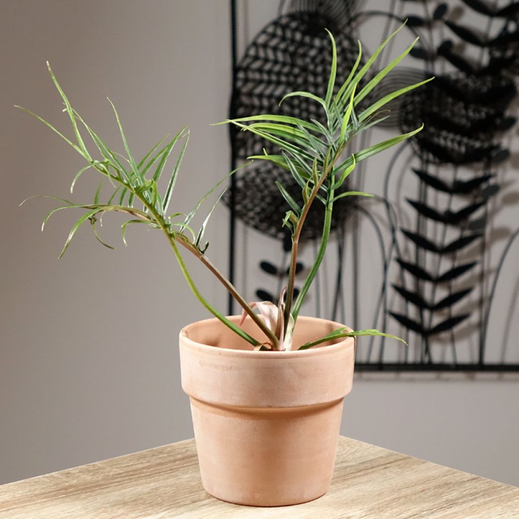 Philodendron tortum