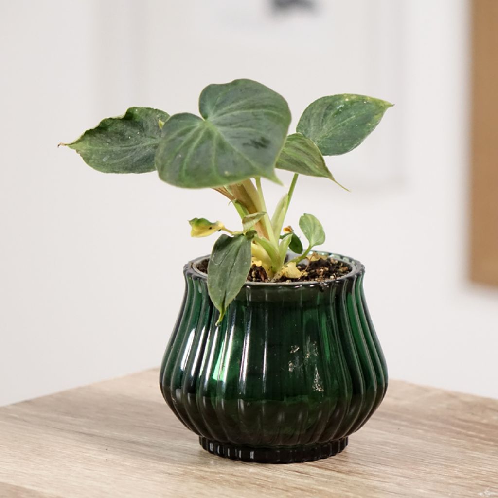 Filodendro verrucosum