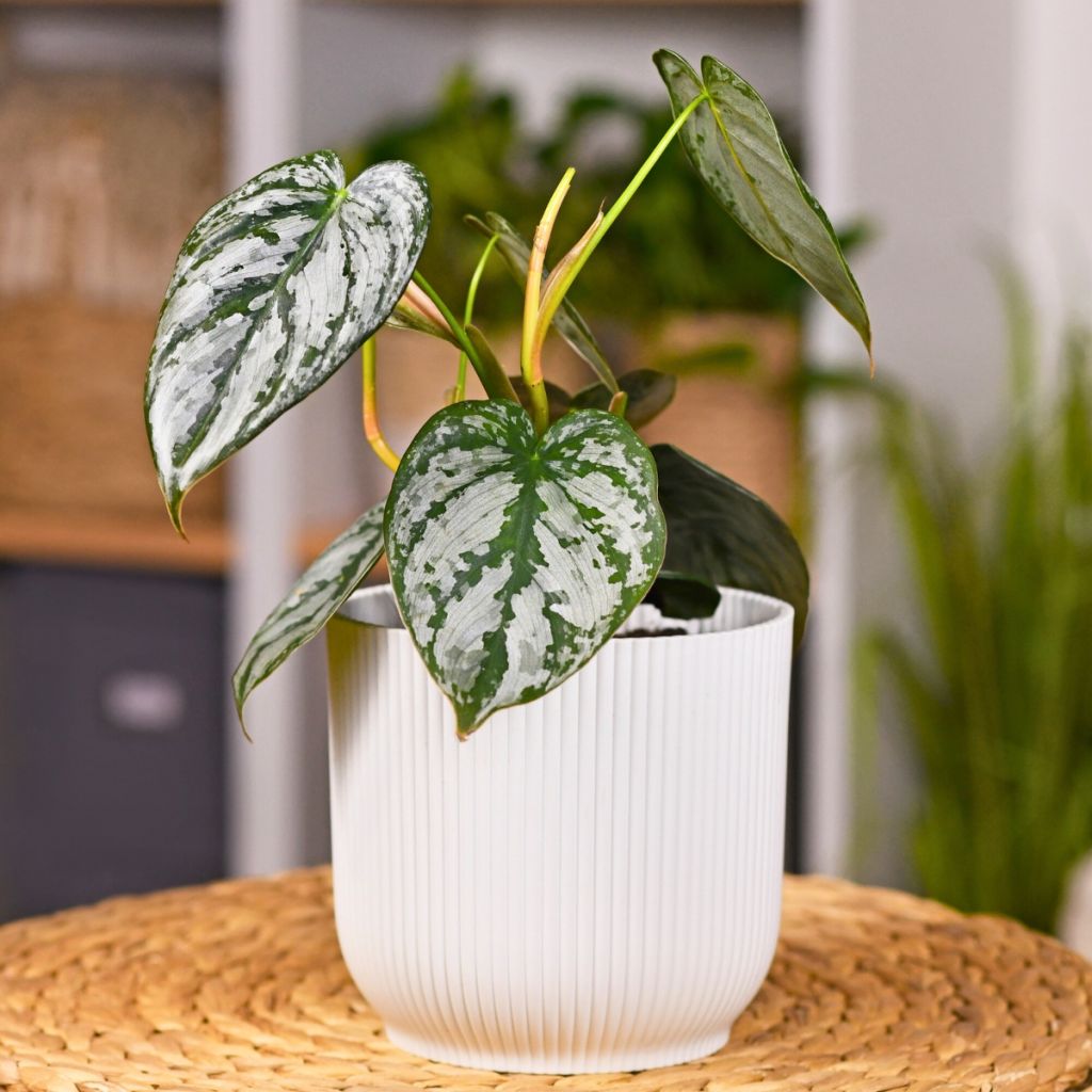 Filodendro brandtianum