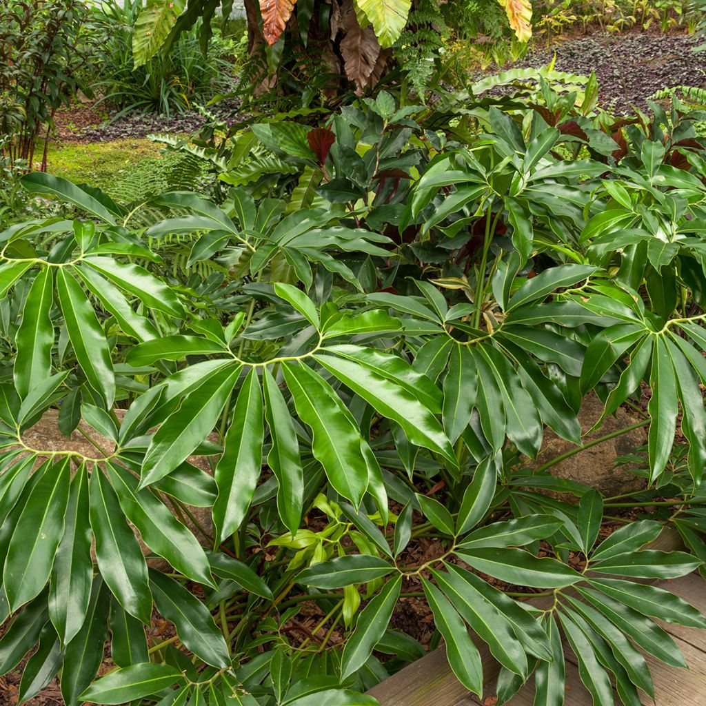 Filodendro goeldii