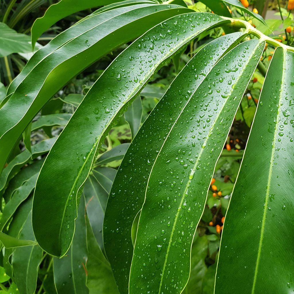 Filodendro goeldii