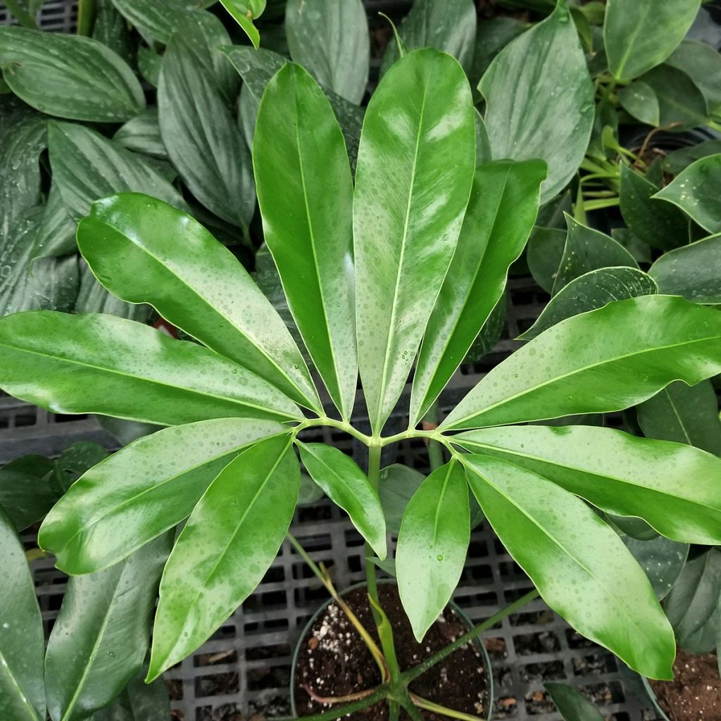 Filodendro goeldii