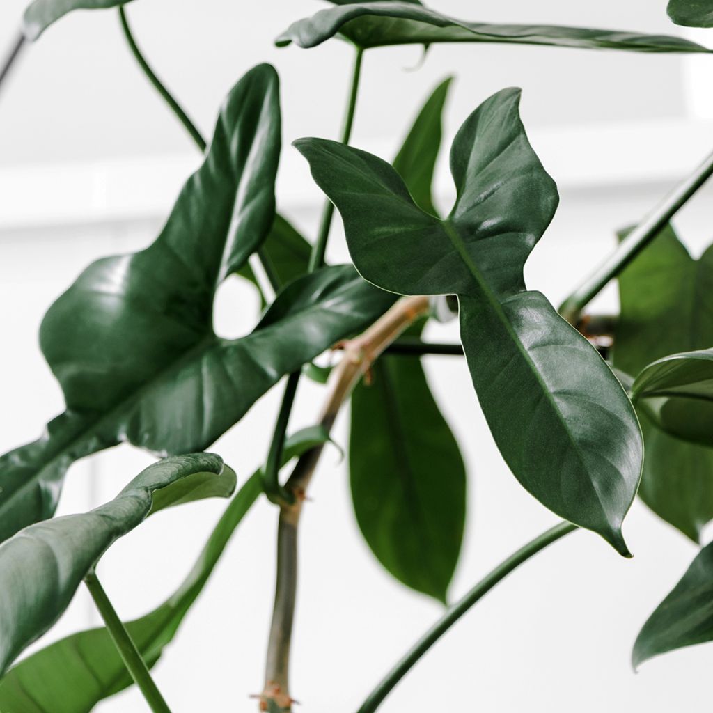 Filodendro longilobatum