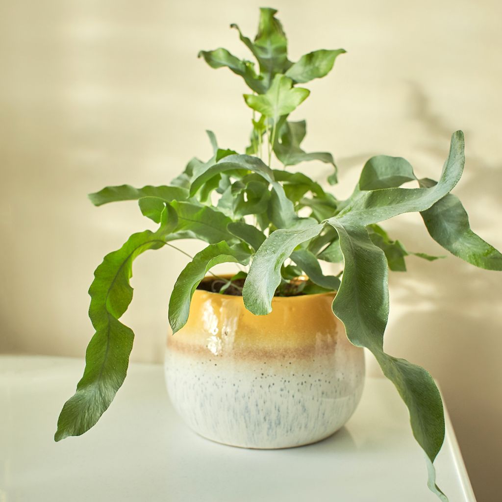 Phlebodium Blue Star - Feto Azul