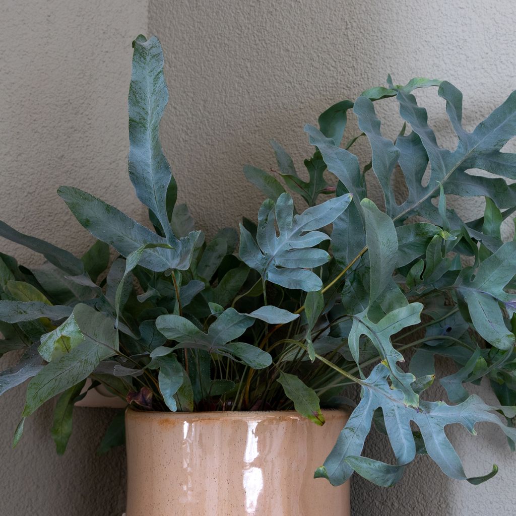 Phlebodium Blue Star - Feto Azul