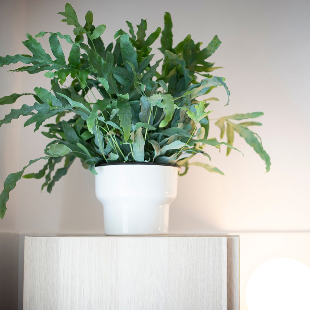 Phlebodium Blue Star - Feto Azul