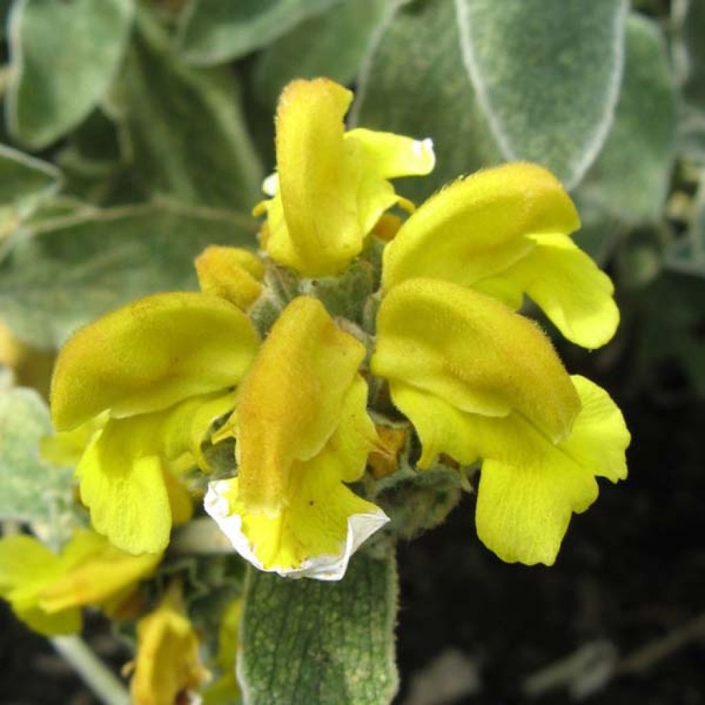 Phlomis fruticosa