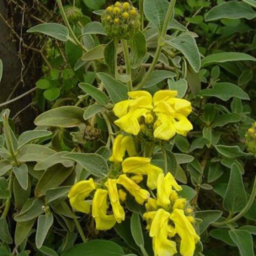 Phlomis fruticosa