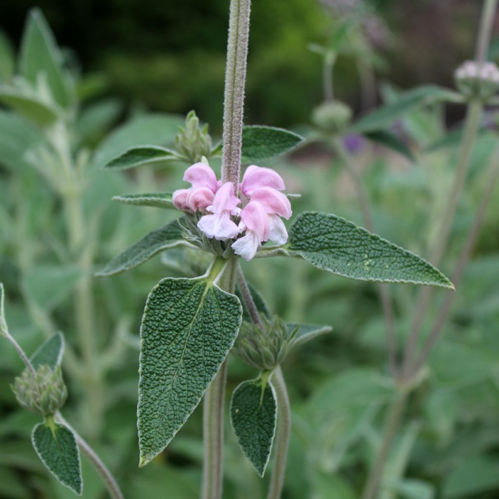 Phlomis purpurea