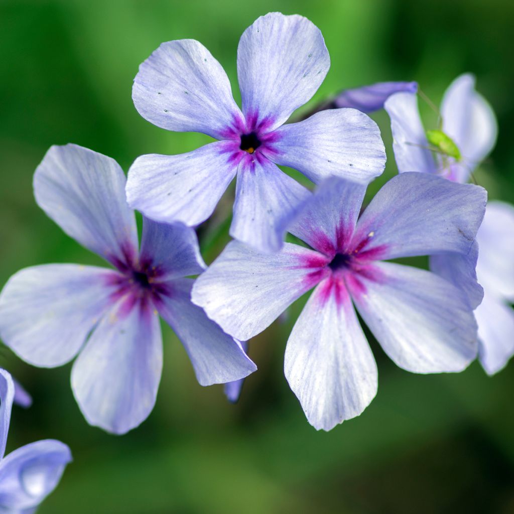 Flox-tapete Chattahoochee - Phlox divaricata