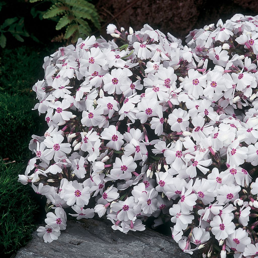 Flox-tapete Amazing Grace - Phlox subulata