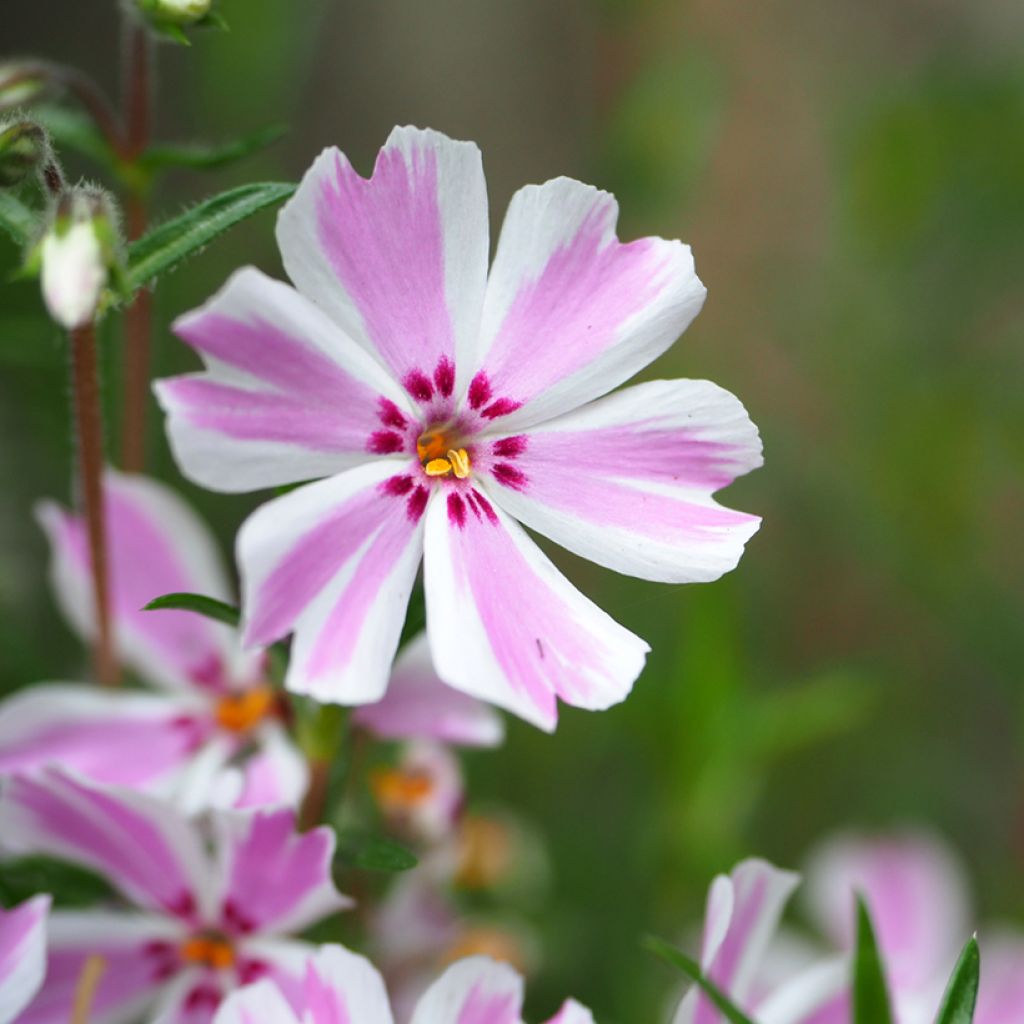 Flox-tapete Candy Stripes - Phlox subulata