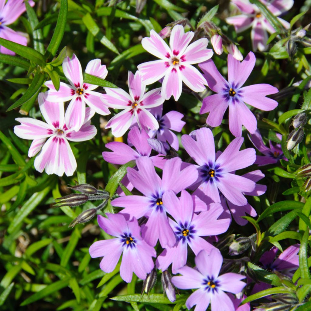 Flox-tapete Candy Stripes - Phlox subulata