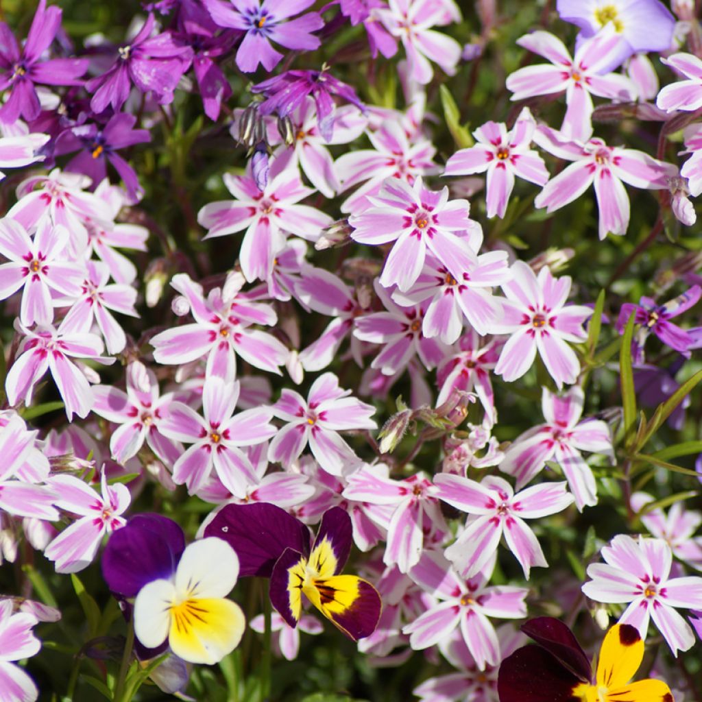 Flox-tapete Candy Stripes - Phlox subulata