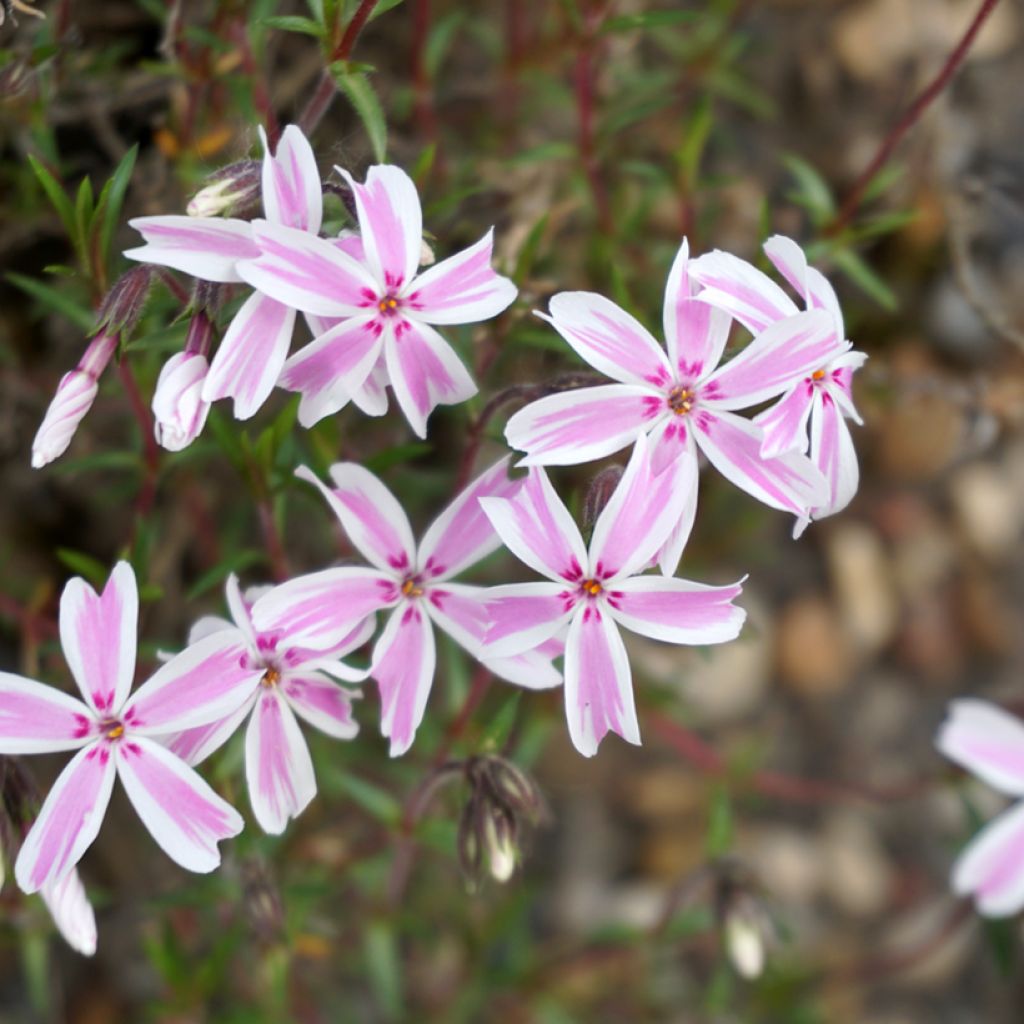 Flox-tapete Candy Stripes - Phlox subulata