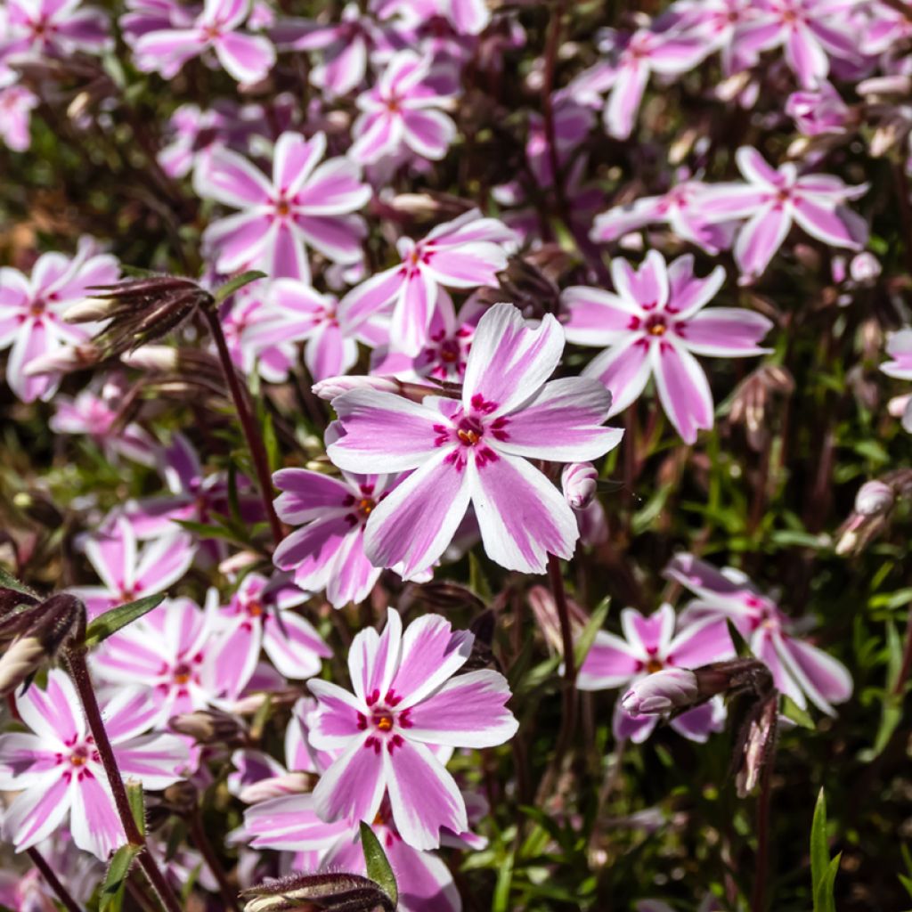 Flox-tapete Candy Stripes - Phlox subulata