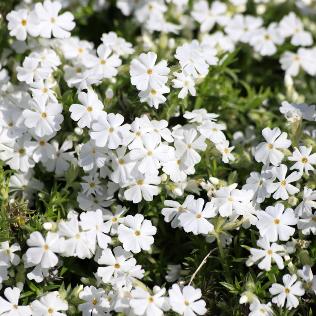 Flox-tapete White Delight - Phlox subulata