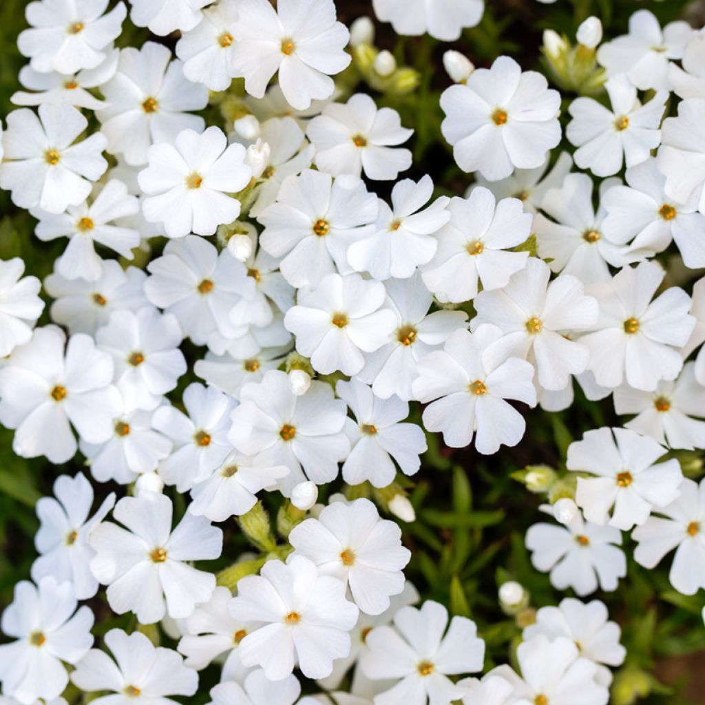 Flox-tapete White Delight - Phlox subulata