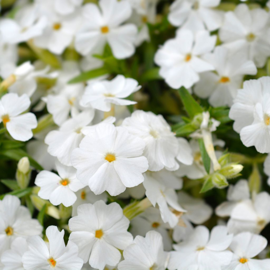 Flox-tapete White Delight - Phlox subulata