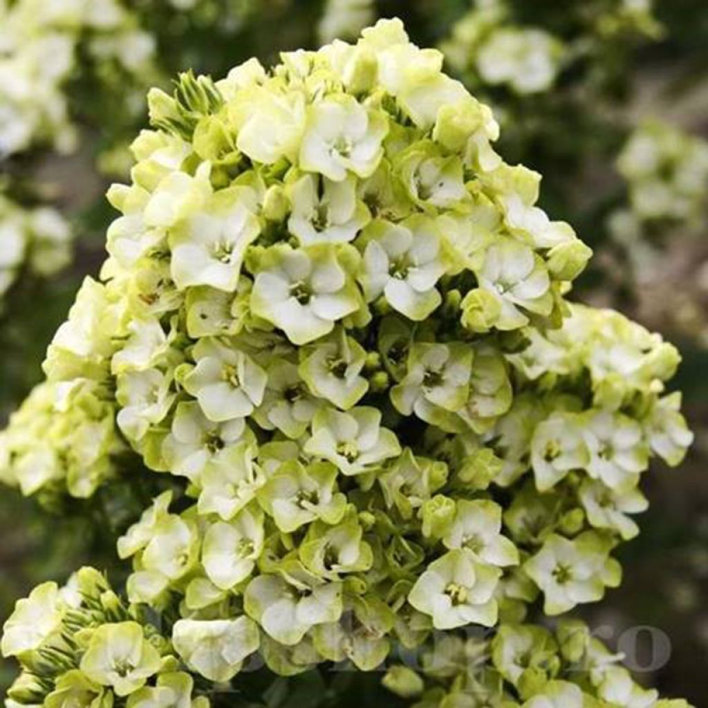 Phlox paniculata Orchid Green