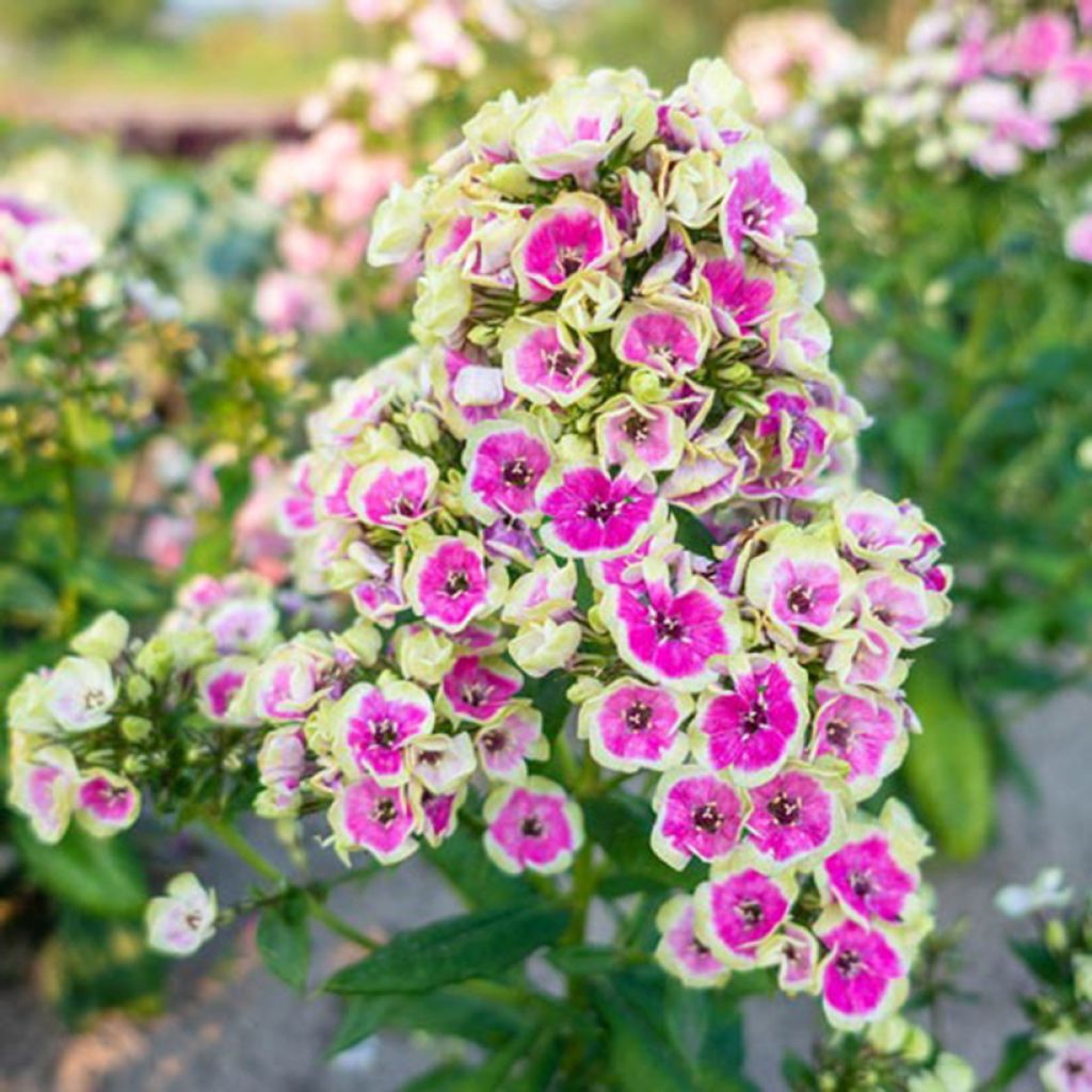 Phlox paniculata Orchid Yellow