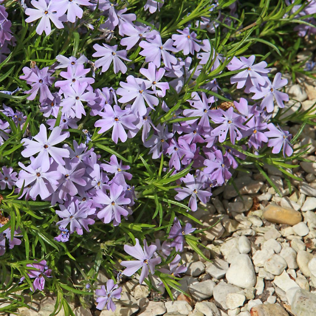 Flox-tapete Emerald Cushion Blue - Phlox subulata
