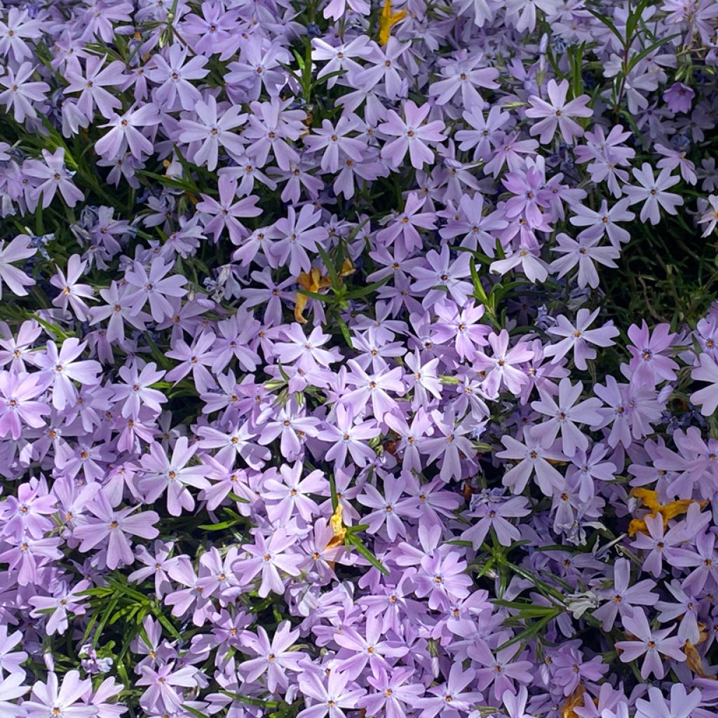 Flox-tapete Emerald Cushion Blue - Phlox subulata