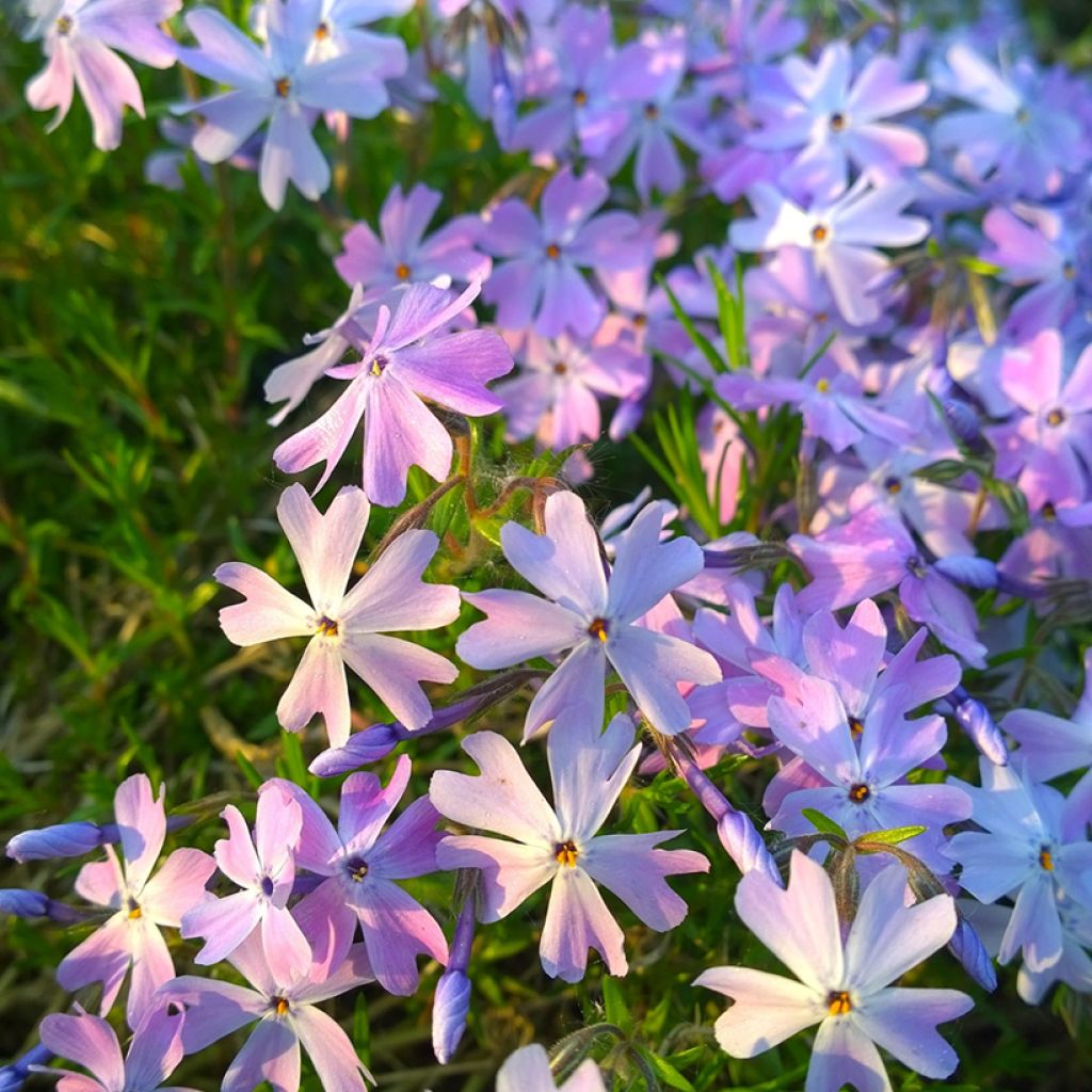Flox-tapete Emerald Cushion Blue - Phlox subulata