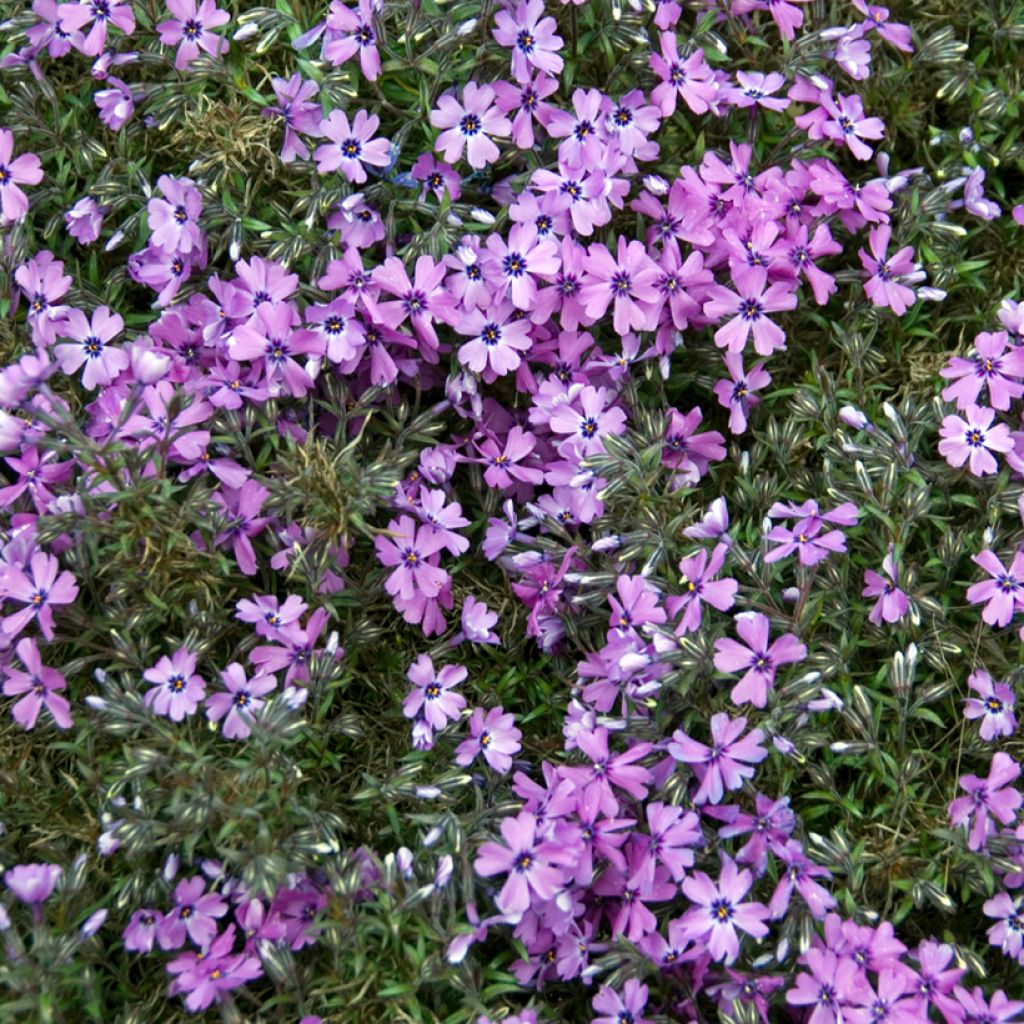 Flox-tapete Purple Beauty - Phlox subulata