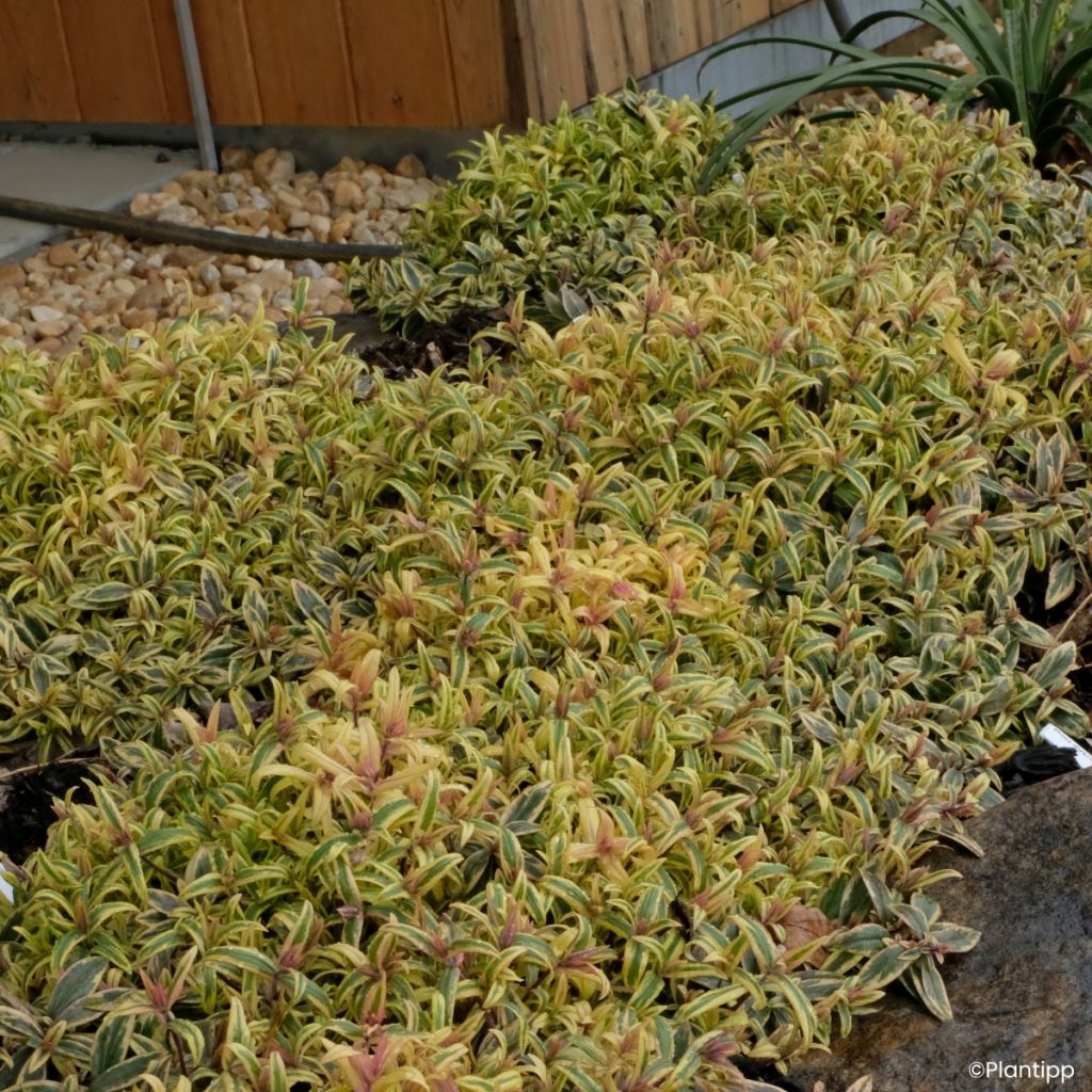 Phlox divaricata Blue Ribbons - Flox-tapete