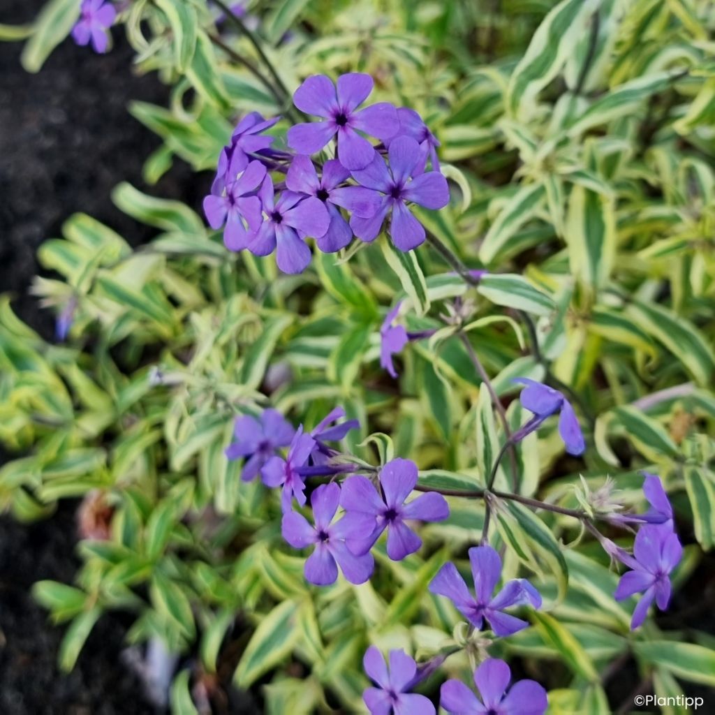 Phlox divaricata Blue Ribbons - Flox-tapete