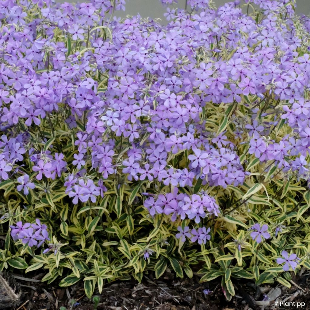 Phlox divaricata Blue Ribbons - Flox-tapete