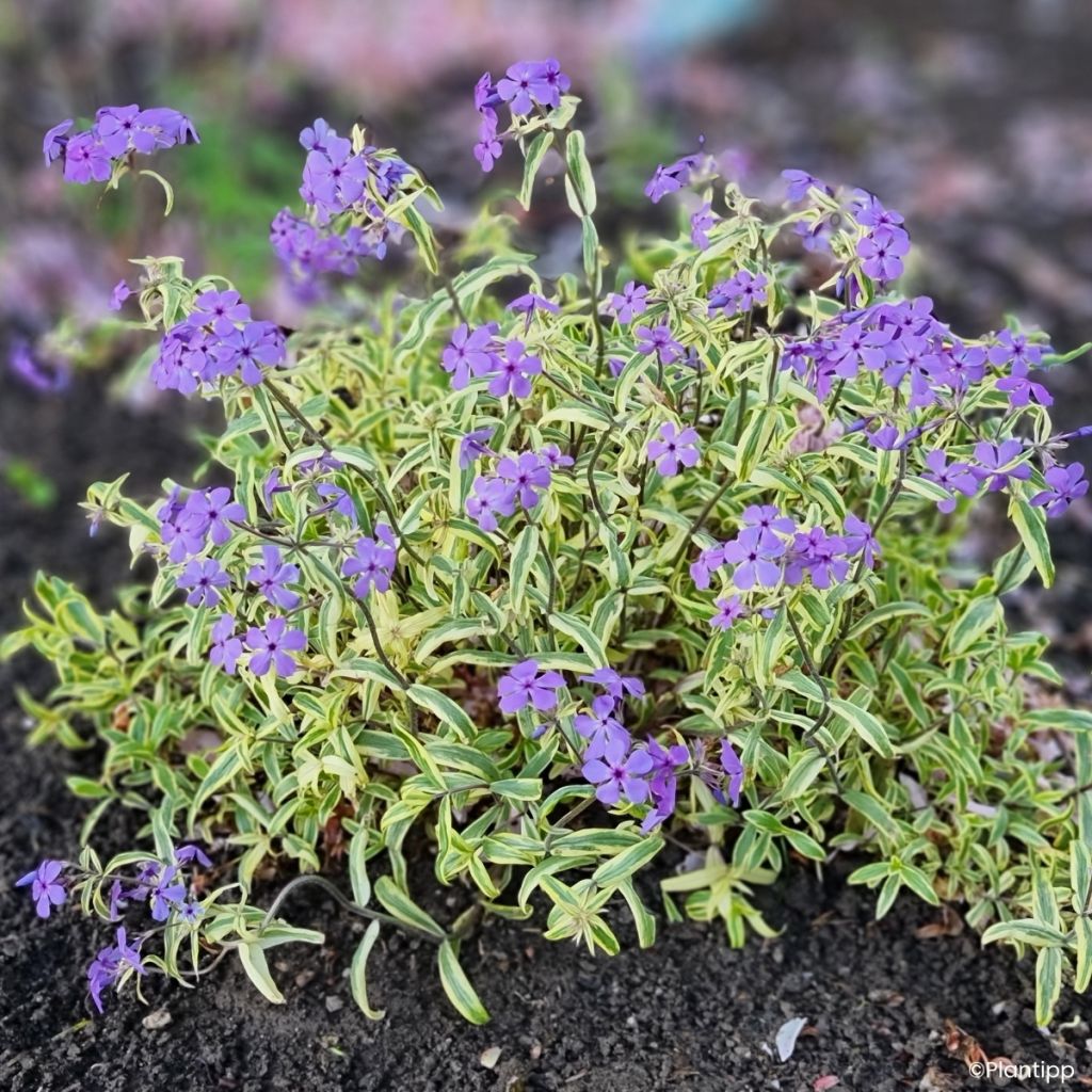 Phlox divaricata Blue Ribbons - Flox-tapete
